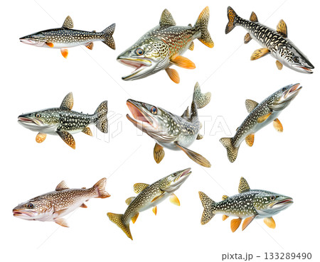 Set of northern pike fish with spotted scales, fins and sharp jaw isolated on white transparent background 133289490