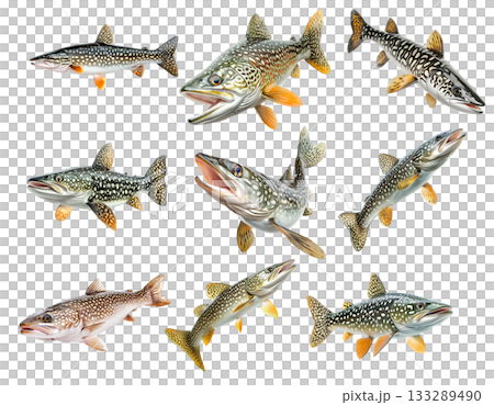 Set of northern pike fish with spotted scales, fins and sharp jaw isolated on white transparent background 133289490