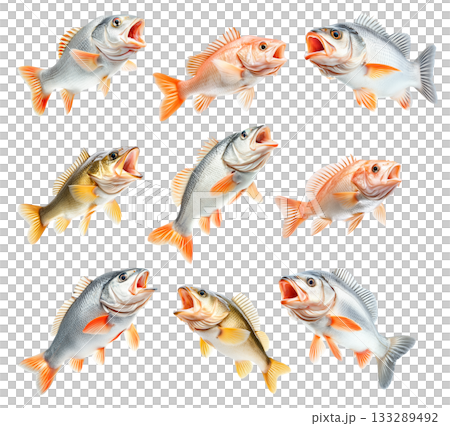 Set of Golden Perch fish with open mouth, detailed fins and scales isolated on white transparent background. Set of Golden Perch fish with open mouth, detailed fins and scales isolated on white transparent background. 133289492