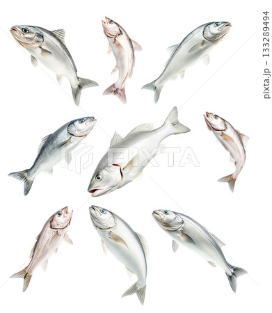 Set of Haddock fish isolated on white transparent background, concept of marine life Set of Haddock fish isolated on white transparent background, concept of marine life 133289494