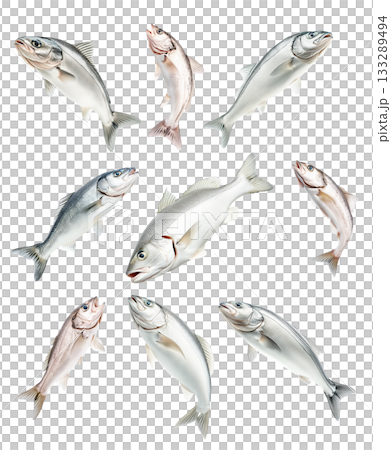 Set of Haddock fish isolated on white transparent background, concept of marine life Set of Haddock fish isolated on white transparent background, concept of marine life 133289494
