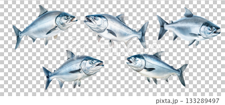 Set of Raw salmon fish with detailed fins and scales, isolated on white transparent background, concept of marine life 133289497