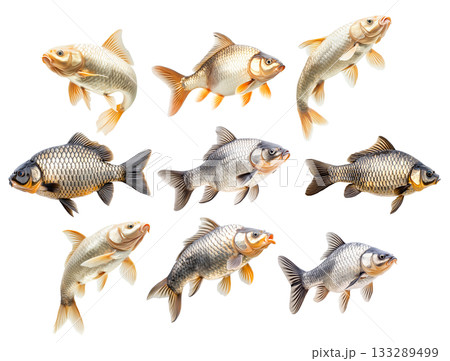 Set of common carp fish with detailed scales and fins, isolated on white transparent background 133289499