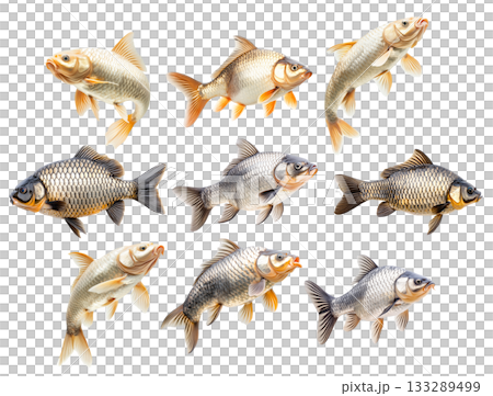 Set of common carp fish with detailed scales and fins, isolated on white transparent background 133289499