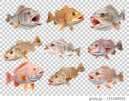Set of Grouper fish with white spots and intricate fin details isolated on white background, concept of wildlife 133289501