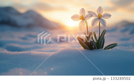White flowers blooming in snow at sunrise, symbol of resilience 133289502