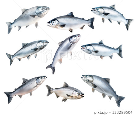 Set of Silver salmon fish with fine details, textured scales and fins isolated on white transparent background. 133289504