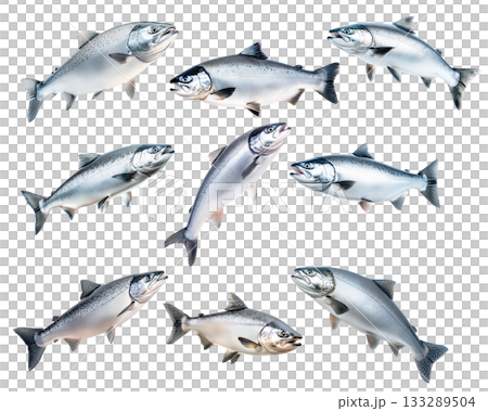 Set of Silver salmon fish with fine details, textured scales and fins isolated on white transparent background. 133289504