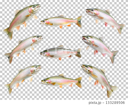 Set of colorful rainbow trout fish with spotted scales, fins and open mouth isolated on white transparent background 133289506