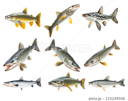 Set of northern pike fish with spotted scales, fins and sharp jaw isolated on white transparent background Set of northern pike fish with spotted scales, fins and sharp jaw isolated on white transparent background 133289508