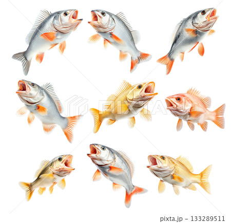Set of Golden Perch fish with open mouth, detailed fins and scales isolated on white transparent background. Set of Golden Perch fish with open mouth, detailed fins and scales isolated on white transparent background. 133289511
