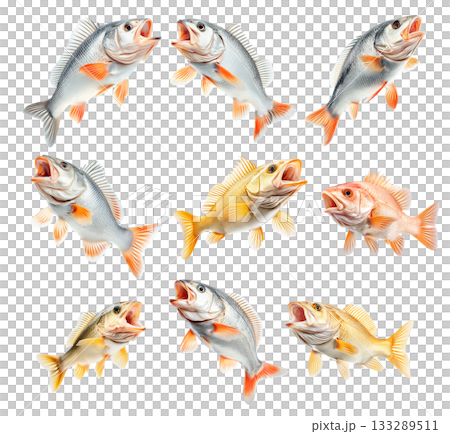 Set of Golden Perch fish with open mouth, detailed fins and scales isolated on white transparent background. Set of Golden Perch fish with open mouth, detailed fins and scales isolated on white transparent background. 133289511