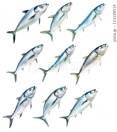 Set of mackerel fish with detailed scales and fins isolated on white background. Concept of seafood and marine life Set of mackerel fish with detailed scales and fins isolated on white background. Concept of seafood and marine life 133289514