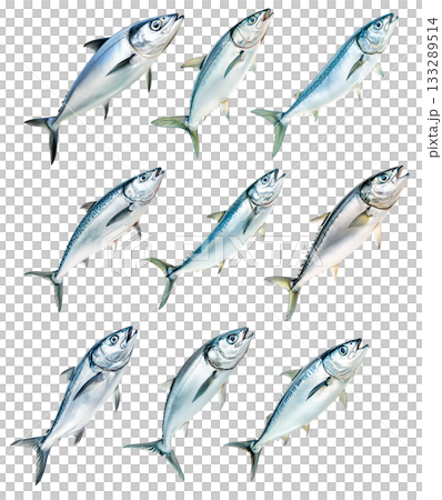 Set of mackerel fish with detailed scales and fins isolated on white background. Concept of seafood and marine life Set of mackerel fish with detailed scales and fins isolated on white background. Concept of seafood and marine life 133289514