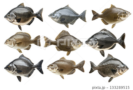 Set of Pacific Halibut fish with shiny scales, fins and tail isolated on white background 133289515