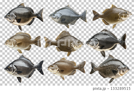 Set of Pacific Halibut fish with shiny scales, fins and tail isolated on white background 133289515