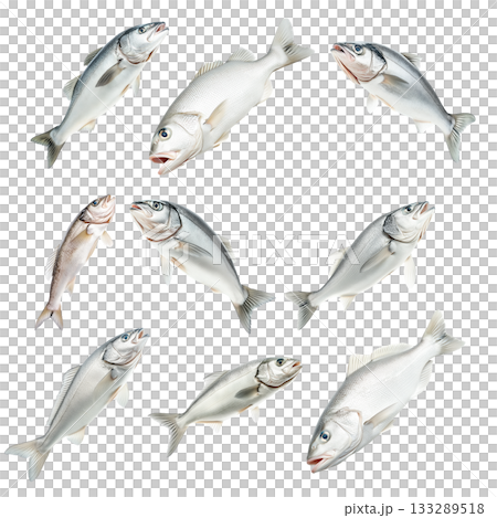 Set of Haddock fish isolated on white transparent background, concept of marine life 133289518