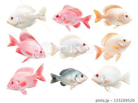 Set of orange and white Tilapia fish with detailed scales and fins isolated on white transparent background 133289520