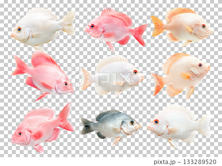Set of orange and white Tilapia fish with detailed scales and fins isolated on white transparent background 133289520