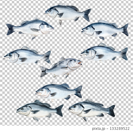 Set of Silver sea bass fish isolated on white transparent background, showcasing its shiny scales and natural texture 133289522