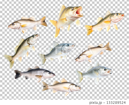 Set of Freshwater Walleye fish with vivid golden fins and detailed scales isolated on white transparent background 133289524