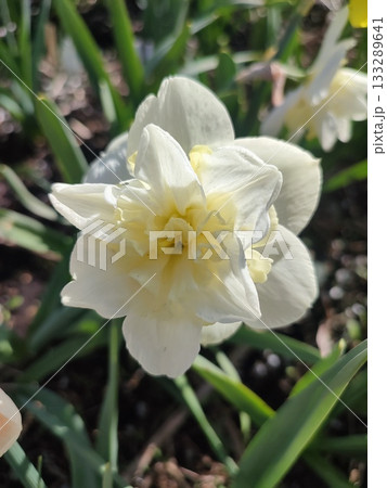 Blooming narcissus flower variety Amira close-up. Blooming daffodil flower with white petals in inflorescence with green leaves growing in ground on sunny spring day. Agricultural farming 133289641