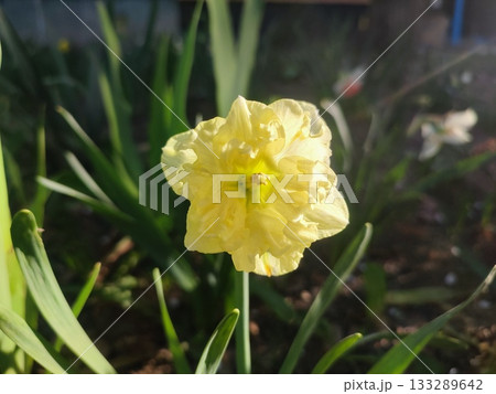 Blooming daffodil flower Sunny Side Up on spring evening. Yellow petals of narcissus collected in an inflorescence on green stem with leaves illuminated by rays of evening sun. 133289642