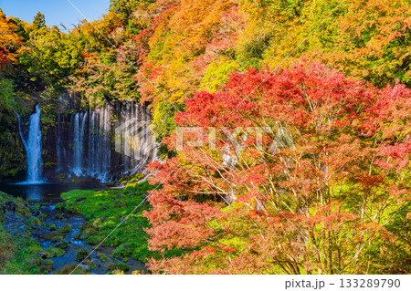 【静岡県】白糸の滝・紅葉 133289790