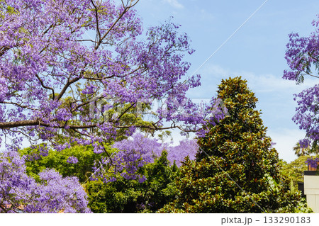 Jacaranda Trees in Sydney Australia 133290183