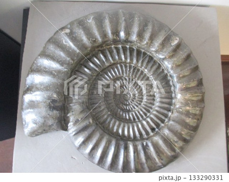 熊本県上益城郡御船町、御船町恐竜博物館に展示されている撮影可のアリエティテス（アンモナイト）の化石 133290331