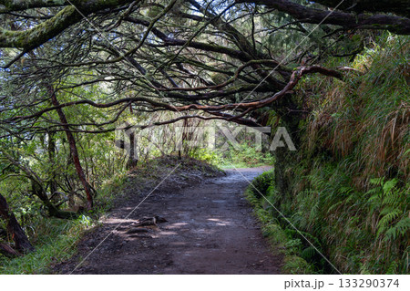 Forest path along Levada of 25 Fountains with ferns and trees in humid green Madeira landscape 133290374