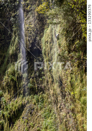 Thin water streams trickle down moist moss-covered cliffs with lush greenery on Madeira island 133290376