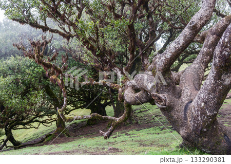 Close view of gnarled laurel trees in Fanal forest with mossy limbs and soft humid atmosphere 133290381