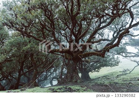 Twisted laurel trees of Fanal forest Madeira shrouded in fog and glowing in gentle light Twisted laurel trees of Fanal forest Madeira shrouded in fog and glowing in gentle light 133290382