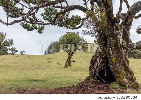 Ancient laurel tree with hollow trunk and roots in lush green Fanal forest of Madeira 133290384