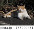 日向ぼっこをする猫のリラックスした姿 133290431