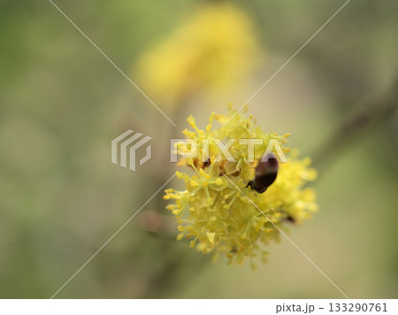 3月に咲いた春の訪れを告げる檀香梅(ダンコウバイ)の花 3月に咲いた春の訪れを告げる檀香梅(ダンコウバイ)の花 133290761