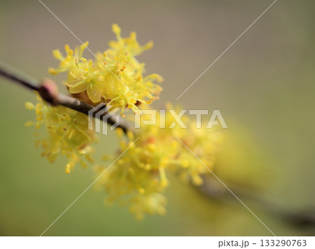 3月に咲いた春の訪れを告げる檀香梅(ダンコウバイ)の花 3月に咲いた春の訪れを告げる檀香梅(ダンコウバイ)の花 133290763