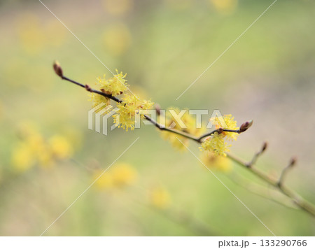 3月に咲いた春の訪れを告げる檀香梅(ダンコウバイ)の花 3月に咲いた春の訪れを告げる檀香梅(ダンコウバイ)の花 133290766