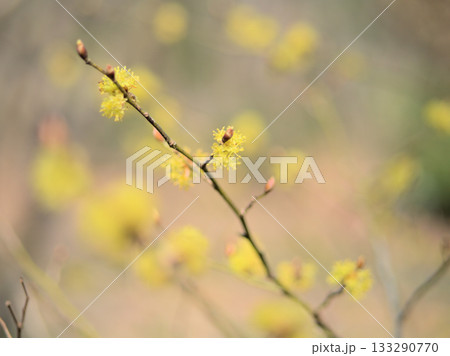 3月に咲いた春の訪れを告げる檀香梅(ダンコウバイ)の花 3月に咲いた春の訪れを告げる檀香梅(ダンコウバイ)の花 133290770