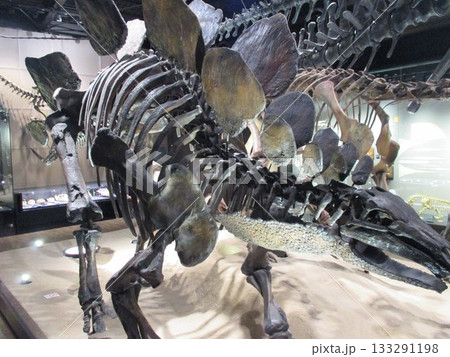 熊本県上益城郡御船町、御船町恐竜博物館に常設展示されている撮影可の恐竜の全身骨格 133291198