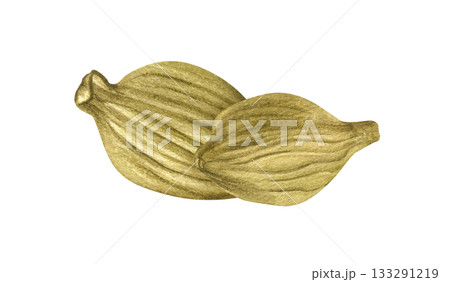 Aromatic dried cardamom with seeds in pods watercolor illustration on isolated background. Two green cardamon seasoning. Indian ingredient for Eastern traditional medicine, drinks, cooking recipe. 133291219