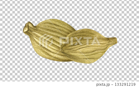 Aromatic dried cardamom with seeds in pods watercolor illustration on isolated background. Two green cardamon seasoning. Indian ingredient for Eastern traditional medicine, drinks, cooking recipe. 133291219