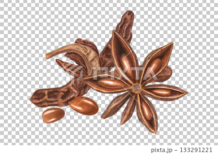 Star Anise with seeds in pods watercolor illustration on isolated background. Aromatic dried badian fruit seasoning for Asian recipes, baking decor, cooking book or Christmas and New Year drinks 133291221