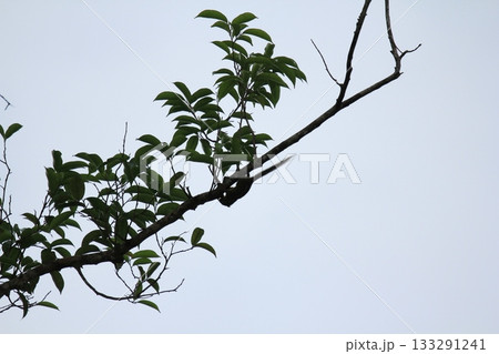 Squirrel on tree branch with green leaves on blue sky background. Natural background. Squirrel on tree branch with green leaves on blue sky background. Natural background. 133291241