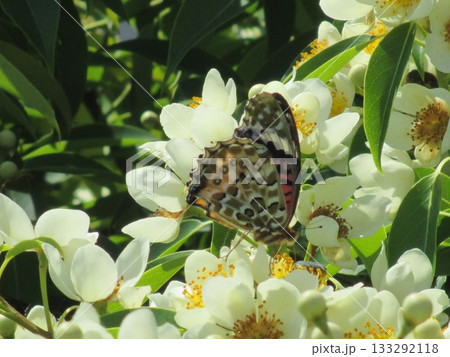 6月、美しい花を付けたイジュ(ヒメツバキ)の蜜を吸う蝶 6月、美しい花を付けたイジュ(ヒメツバキ)の蜜を吸う蝶 133292118