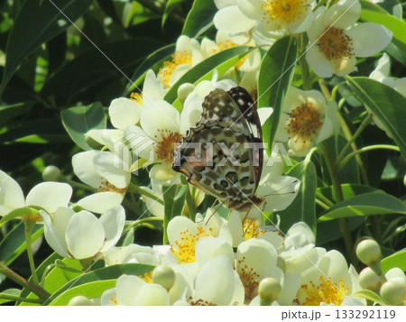 6月、美しい花を付けたイジュ(ヒメツバキ)の蜜を吸う蝶 6月、美しい花を付けたイジュ(ヒメツバキ)の蜜を吸う蝶 133292119