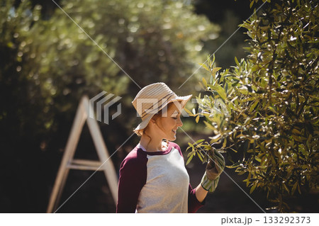 Female gardener standing beside ladder in orchard wearing straw hat and gloves inspecting leaves Female gardener standing beside ladder in orchard wearing straw hat and gloves inspecting leaves 133292373