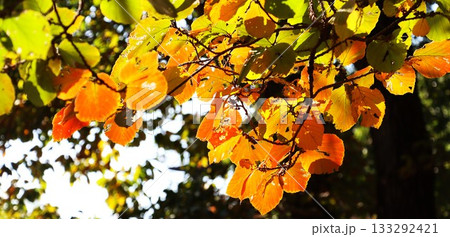 美しく紅葉したシナマンサクの葉 美しく紅葉したシナマンサクの葉 133292421
