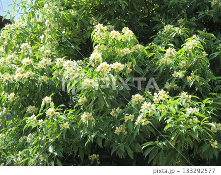 6月、美しい花を付けたイジュ（ヒメツバキ）の木 133292577